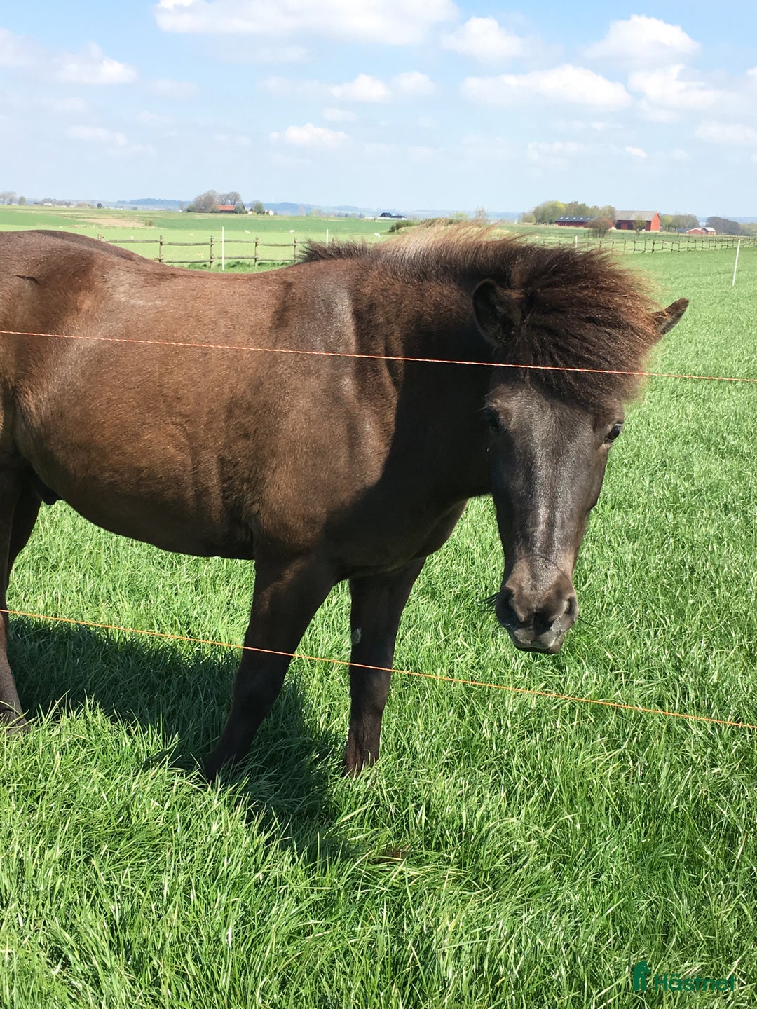 medryttarhäst finnes: Medryttare till islandshäst i Staffanstorp - Annons 1
