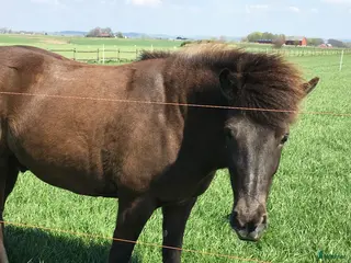 medryttarhäst finnes: Medryttare till islandshäst - Annons 6