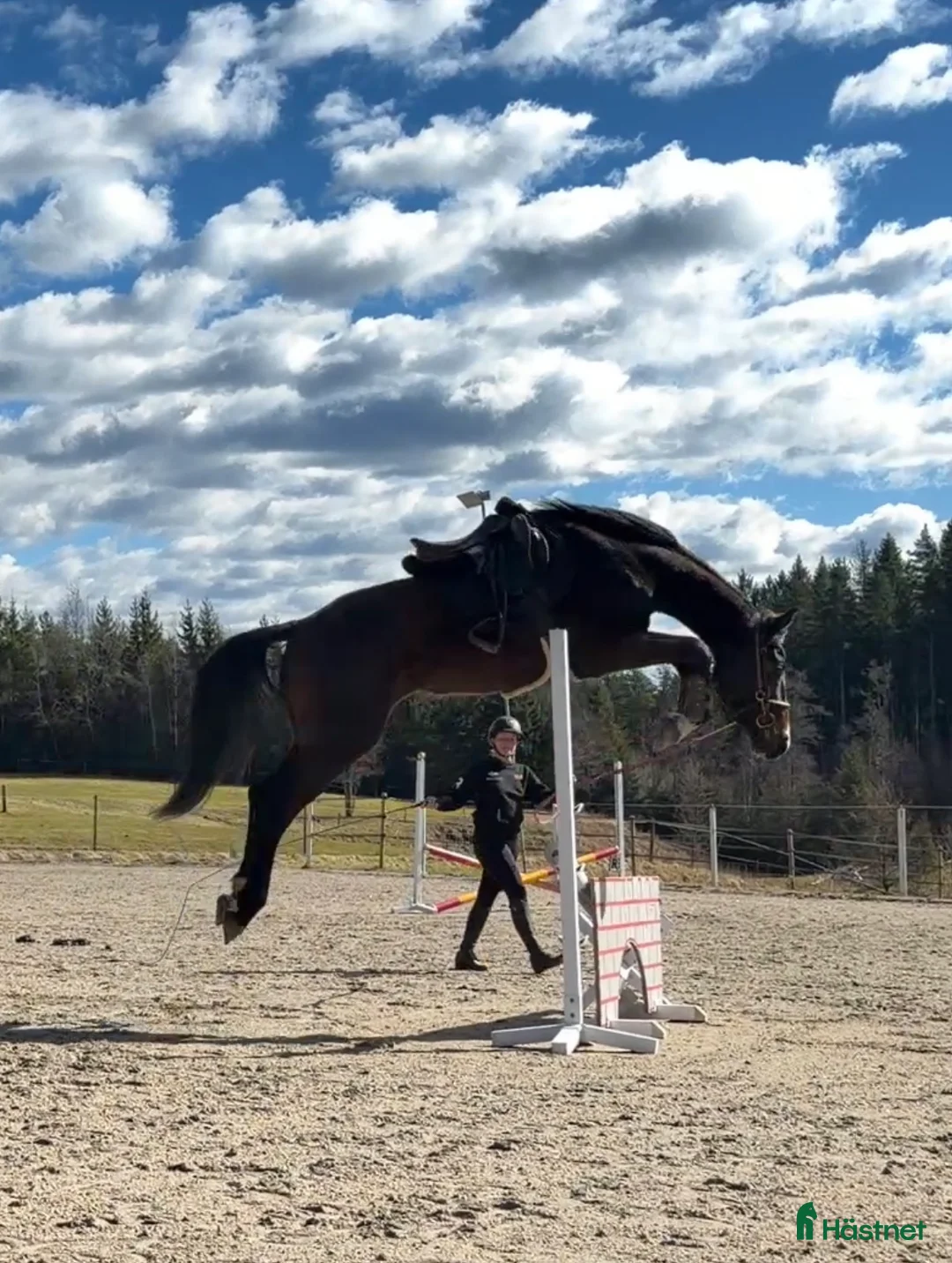 Hoppning hästar till salu: Inriden 3-åring - Annons 1