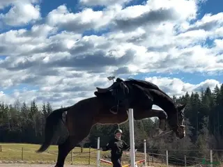 hästar Inriden 3-åring - Annons 17