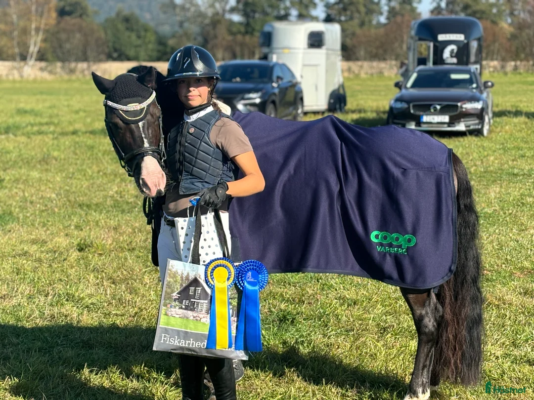 Hoppning hästar till salu: Maxad B-ponny! i Göteborg - Annons 4