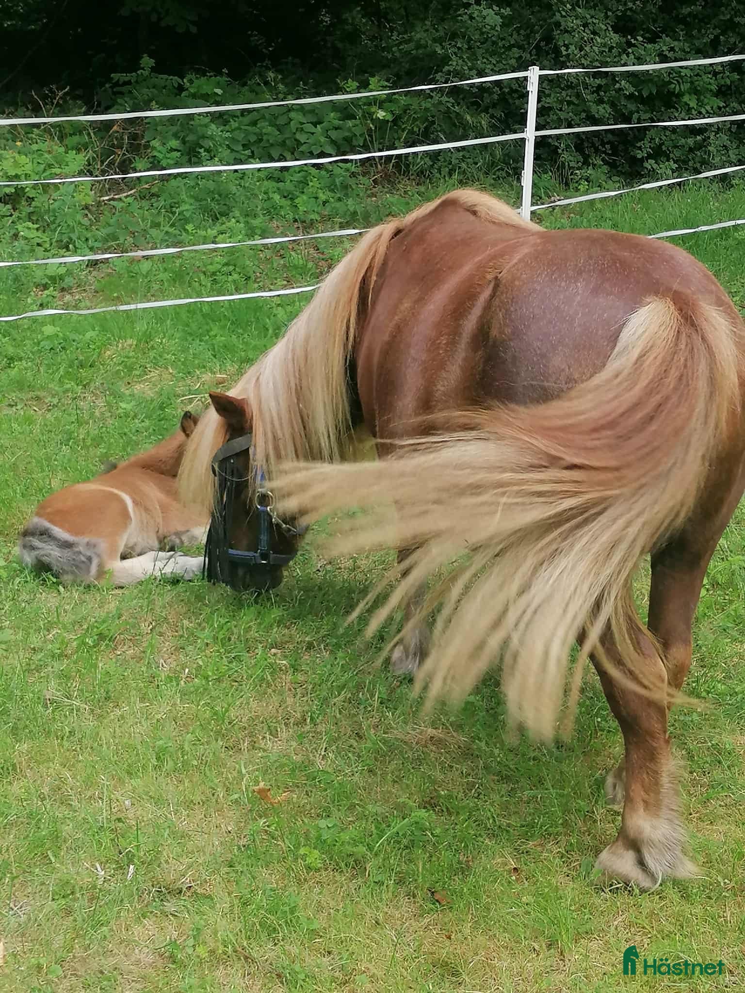  foderhäst finnes: Fodervärd sökes till snälla shettisar i Stockholm - Annons 1