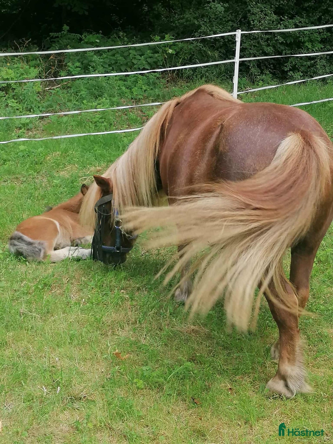  foderhäst finnes: Fodervärd sökes till snälla shettisar i Stockholm - Annons 1