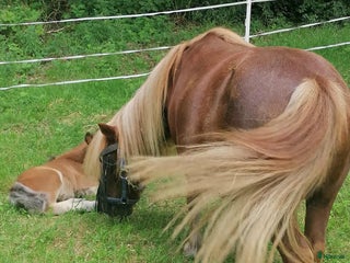 foderhäst Fodervärd sökes till snälla shettisar i Stockholm - Annons 9