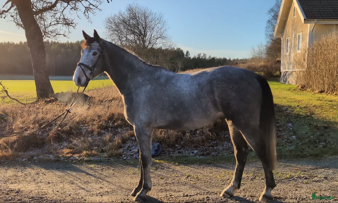 Hoppning hästar till salu: Hopp/fälttävlan talang - Annons 1