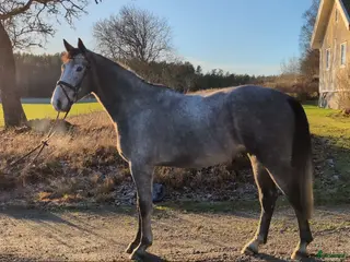 Hoppning hästar till salu: Hopp/fälttävlan talang - Annons 1