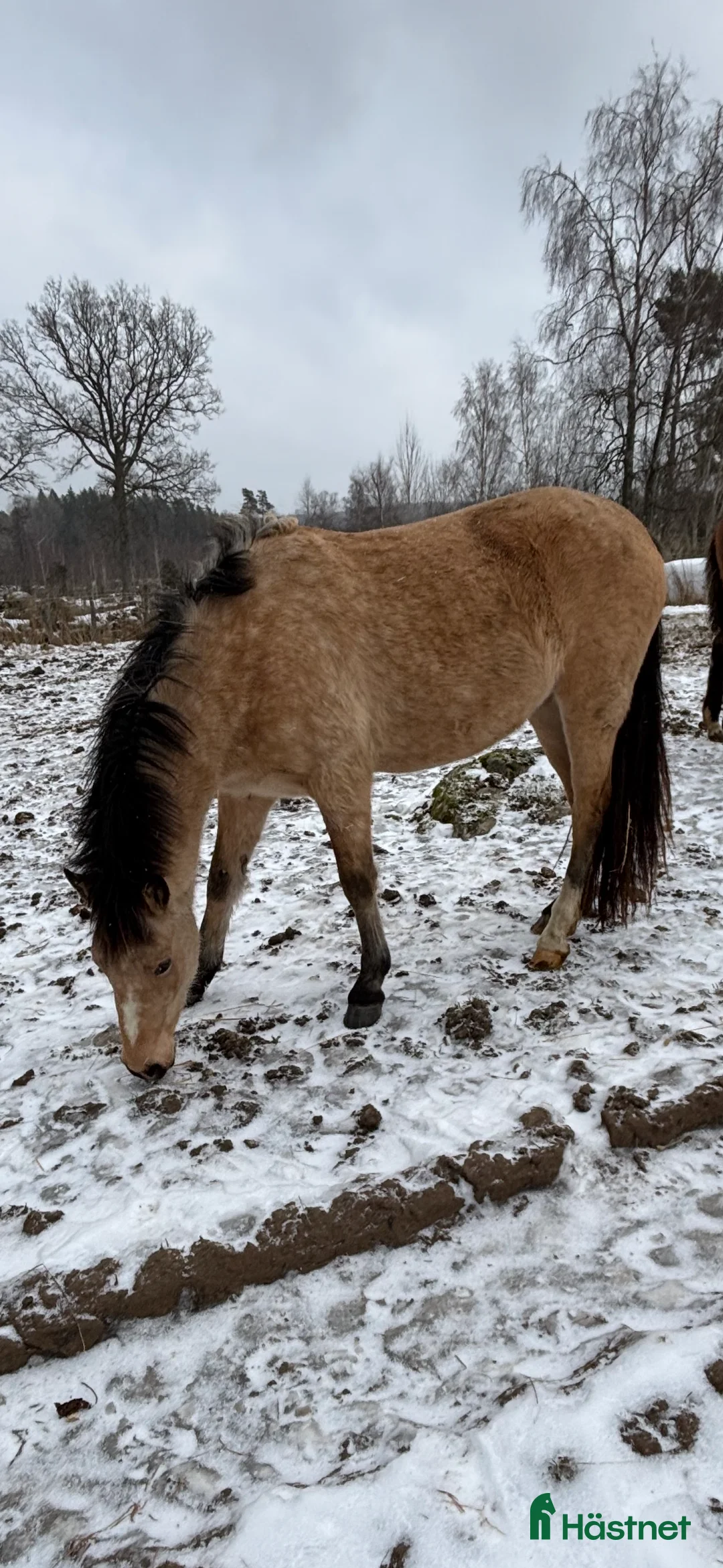 Allround hästar till salu: Två st treåriga D-ponnier - Annons 2