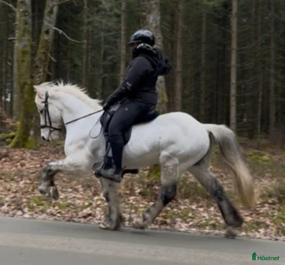 Island hästar till salu: Taktur Fra Sauðholti 2 🌟 - Annons 1