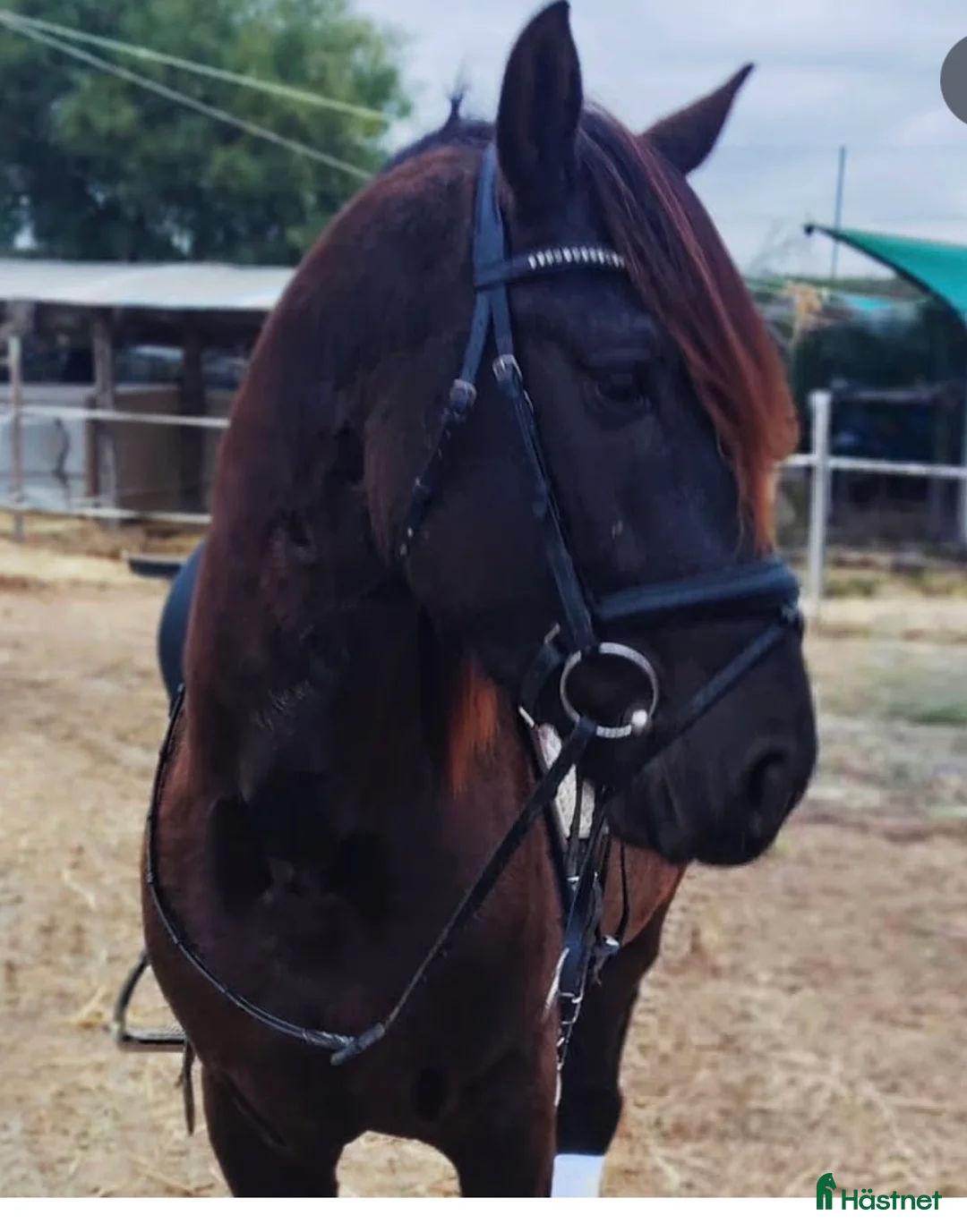 Dressyr hästar till salu: Spansk dröm 🐴😍 - Annons 1