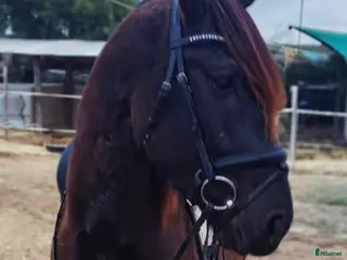 hästar Spansk dröm 🐴😍 - Annons 14