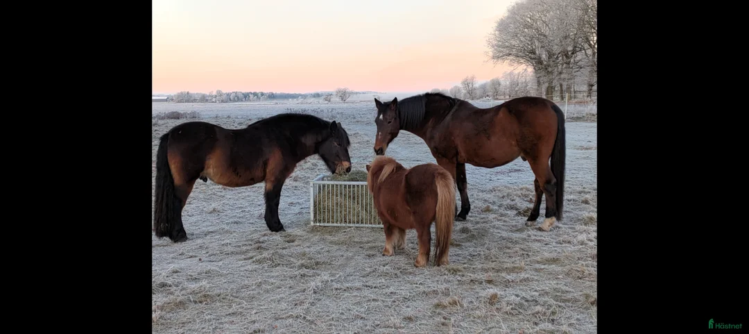 Allround hästar sökes: Sökes: Ny familjemedlem till 15-åring 🌟 - Annons 3