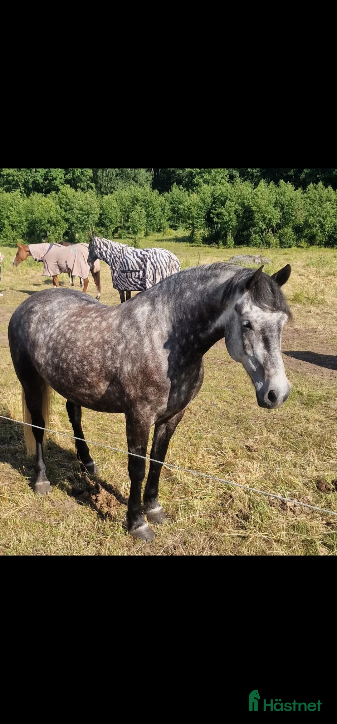 Allround hästar till salu: #RESERVERAD# Perfekt familjehäst till salu i Kristianstad - Annons 3