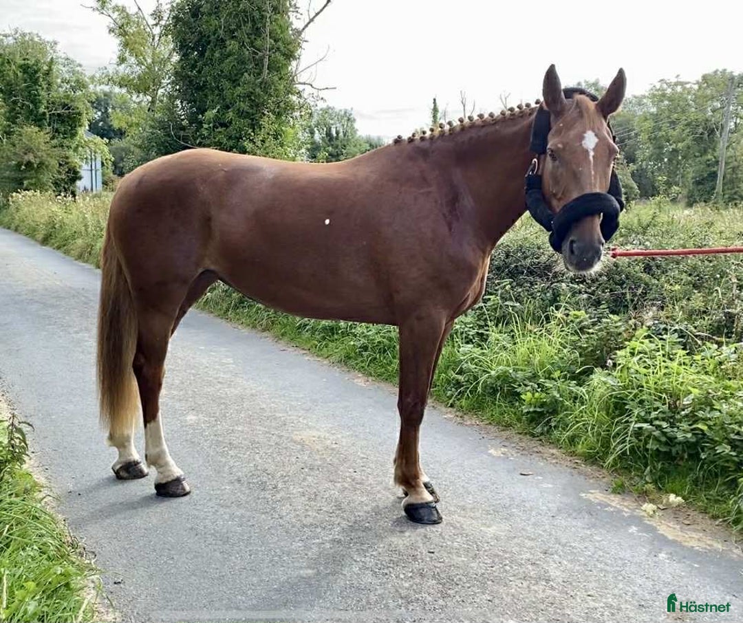 Allround hästar till salu: Solid allrounder 163cm i Ljungby - Annons 13