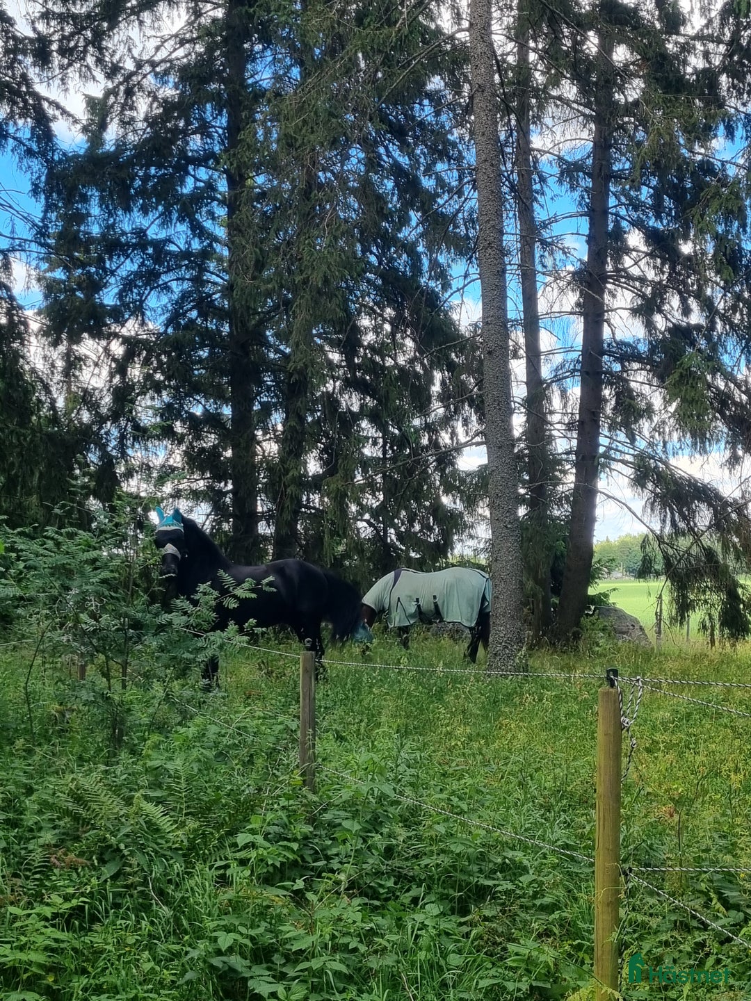  stallplats finnes: Stall Laggarbo  i Enköping - Annons 4