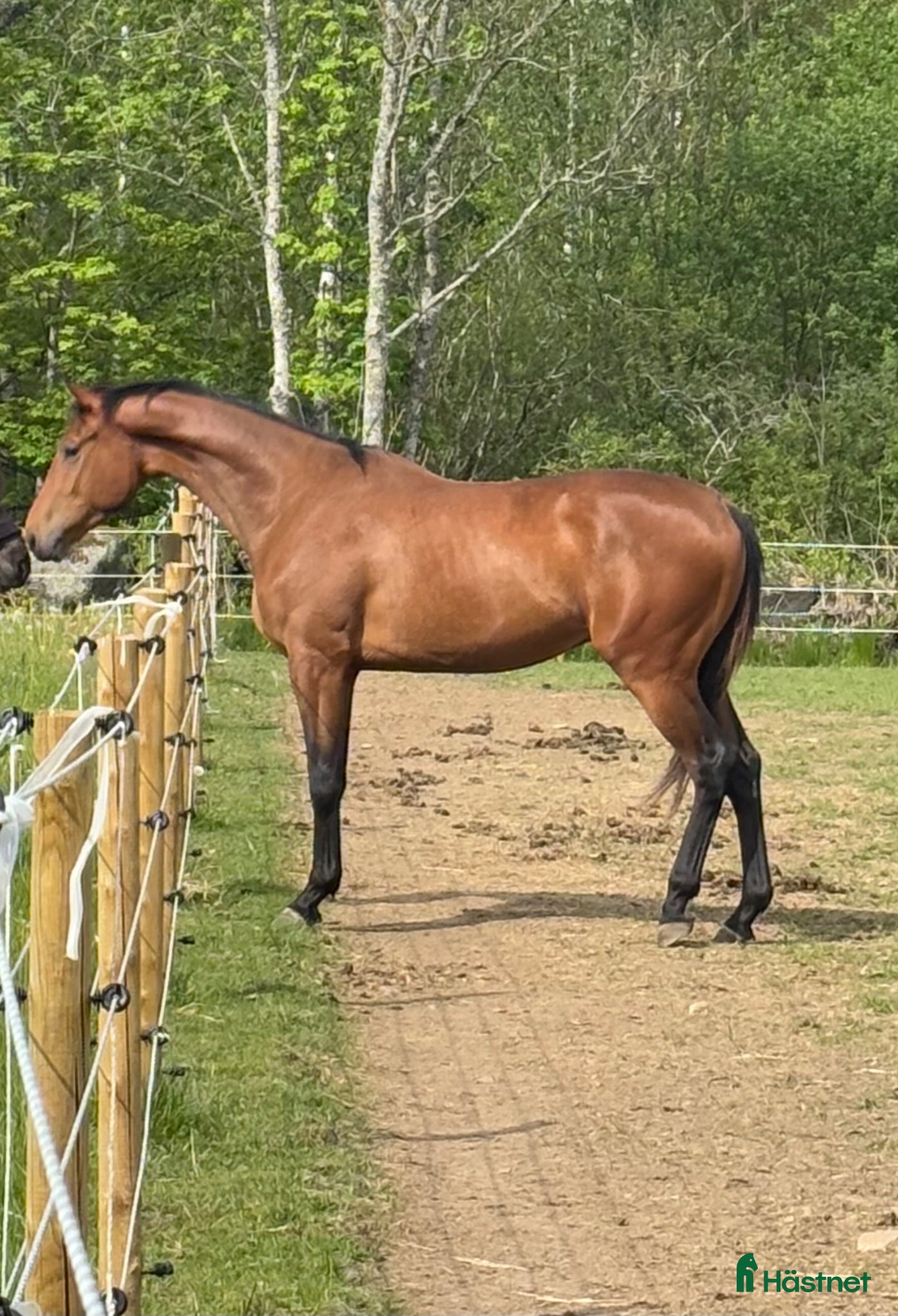  hästar 4 åring E: magic park  - Annons 7