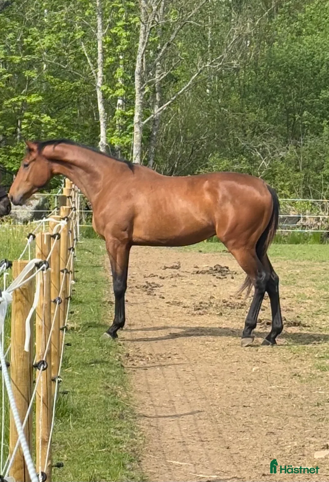 Allround hästar till salu: 4 åring E: magic park  - Annons 1
