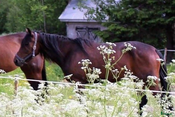  hästar Avel??/ridhäst - Annons 1