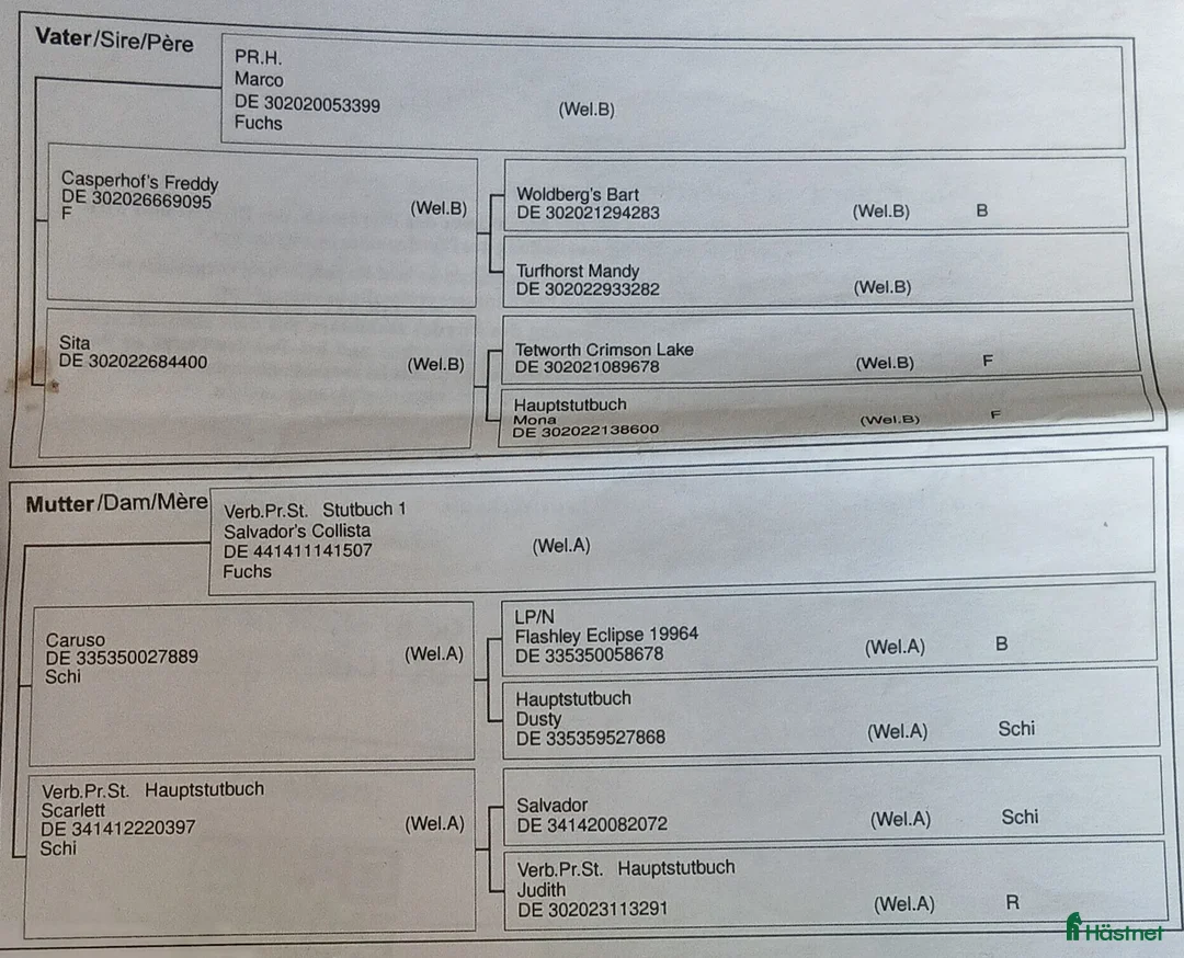 Allround hästar till salu: Svenljunga i Svenljunga - Annons 7