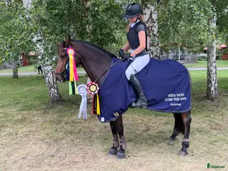 hästar Trevlig fälttävlansponny⭐️ - Annons 3