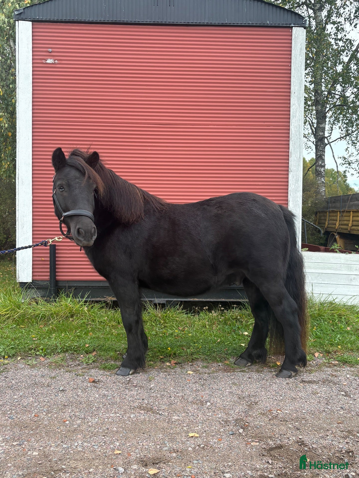  hästar Snäll och trevlig valack - Annons 4