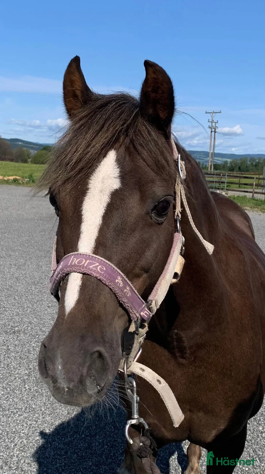 Allround hästar till salu: Sportsponni hingst for fremtiden  - Annons 9