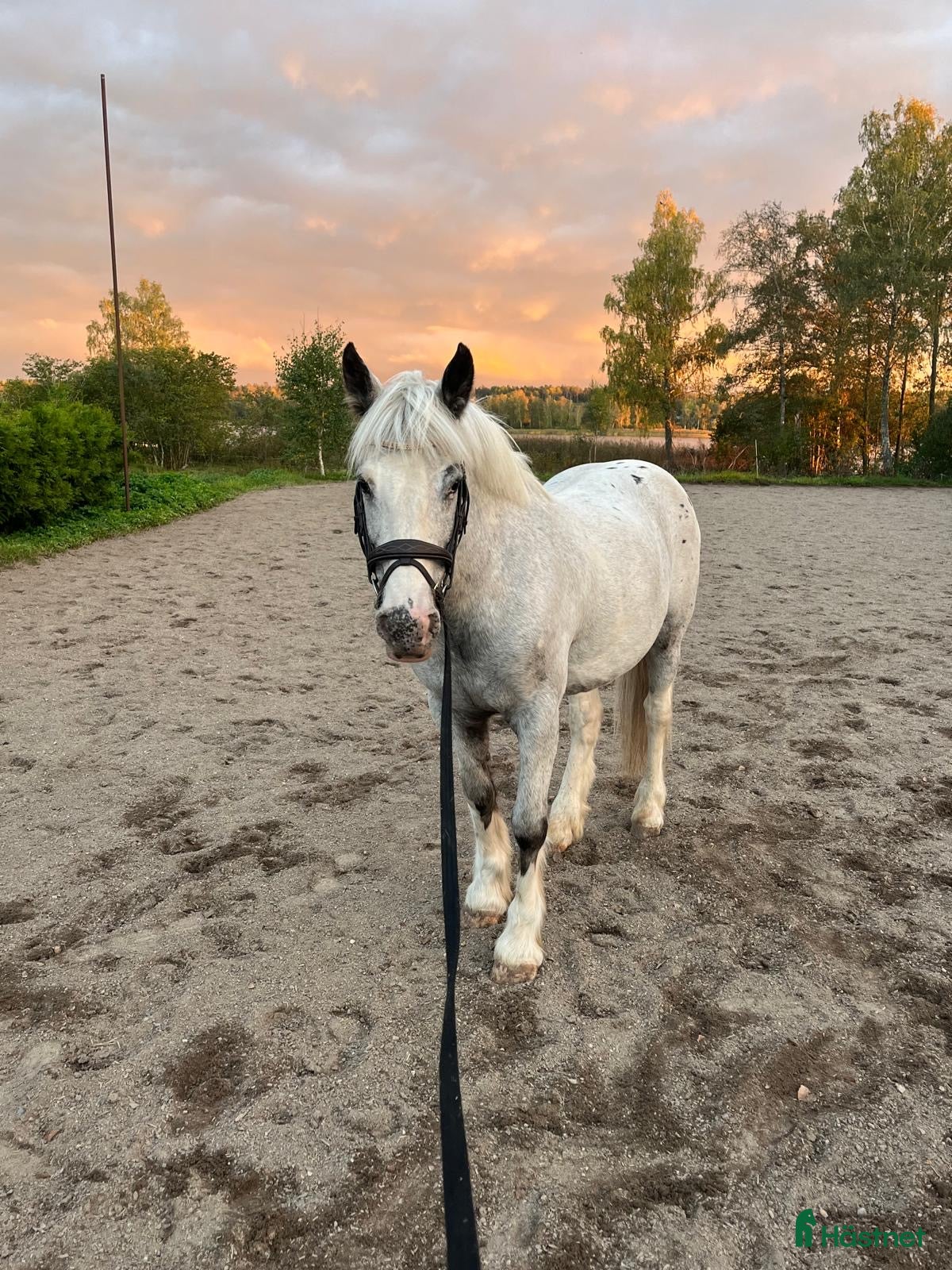  hästar Världens snällaste sällskapsponny⭐️ - Annons 1