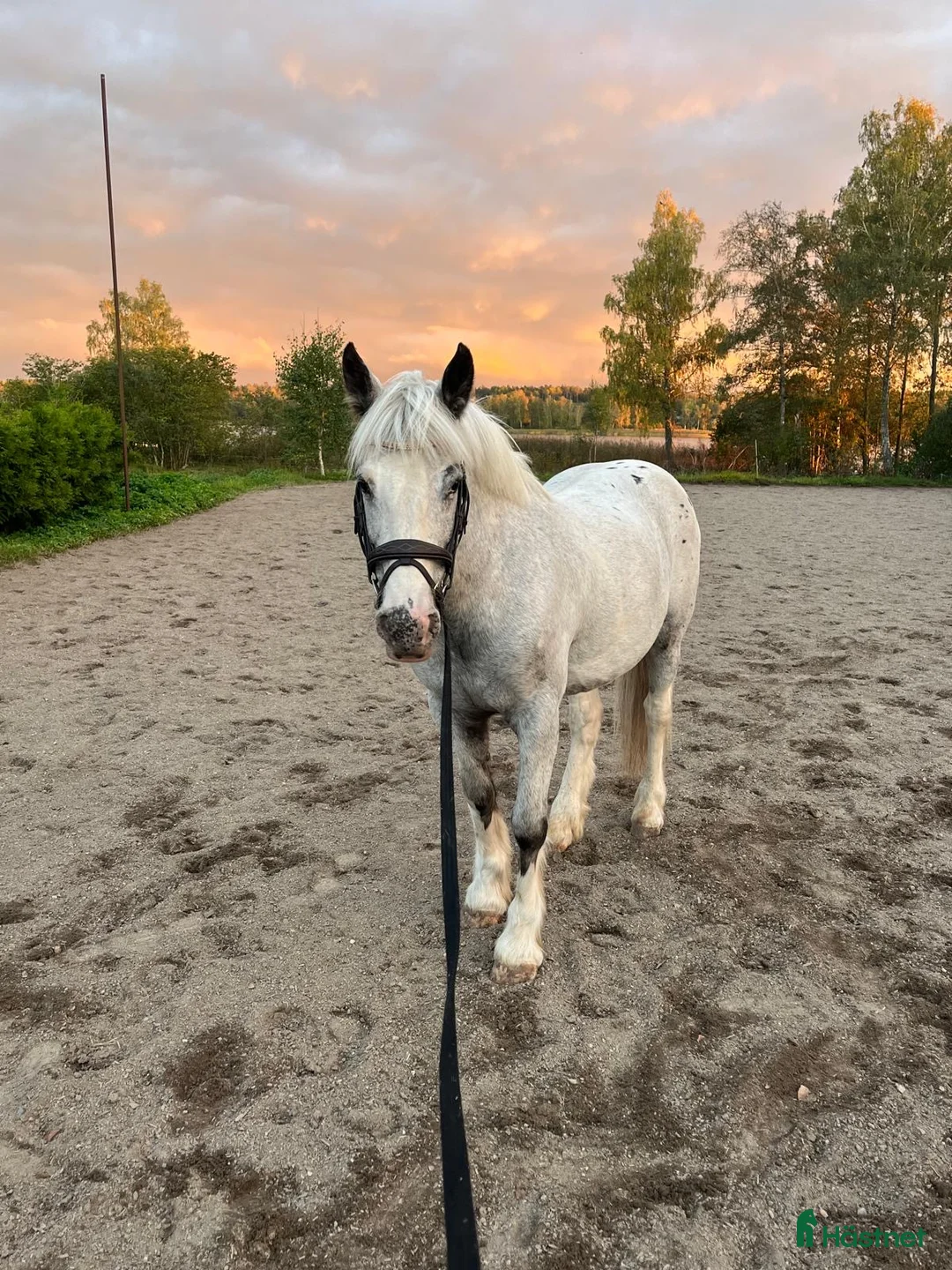 Sällskap hästar till salu: Världens snällaste sällskapsponny⭐️ - Annons 1