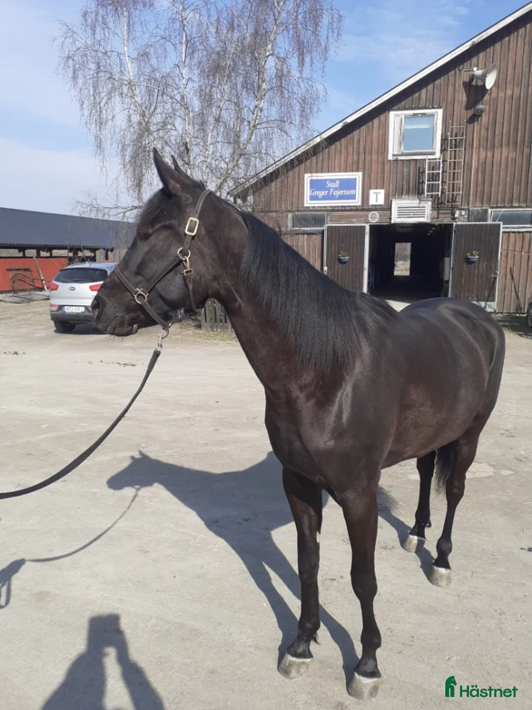 Allround hästar till salu: En härligt snäll häst i Kalmar - Annons 3