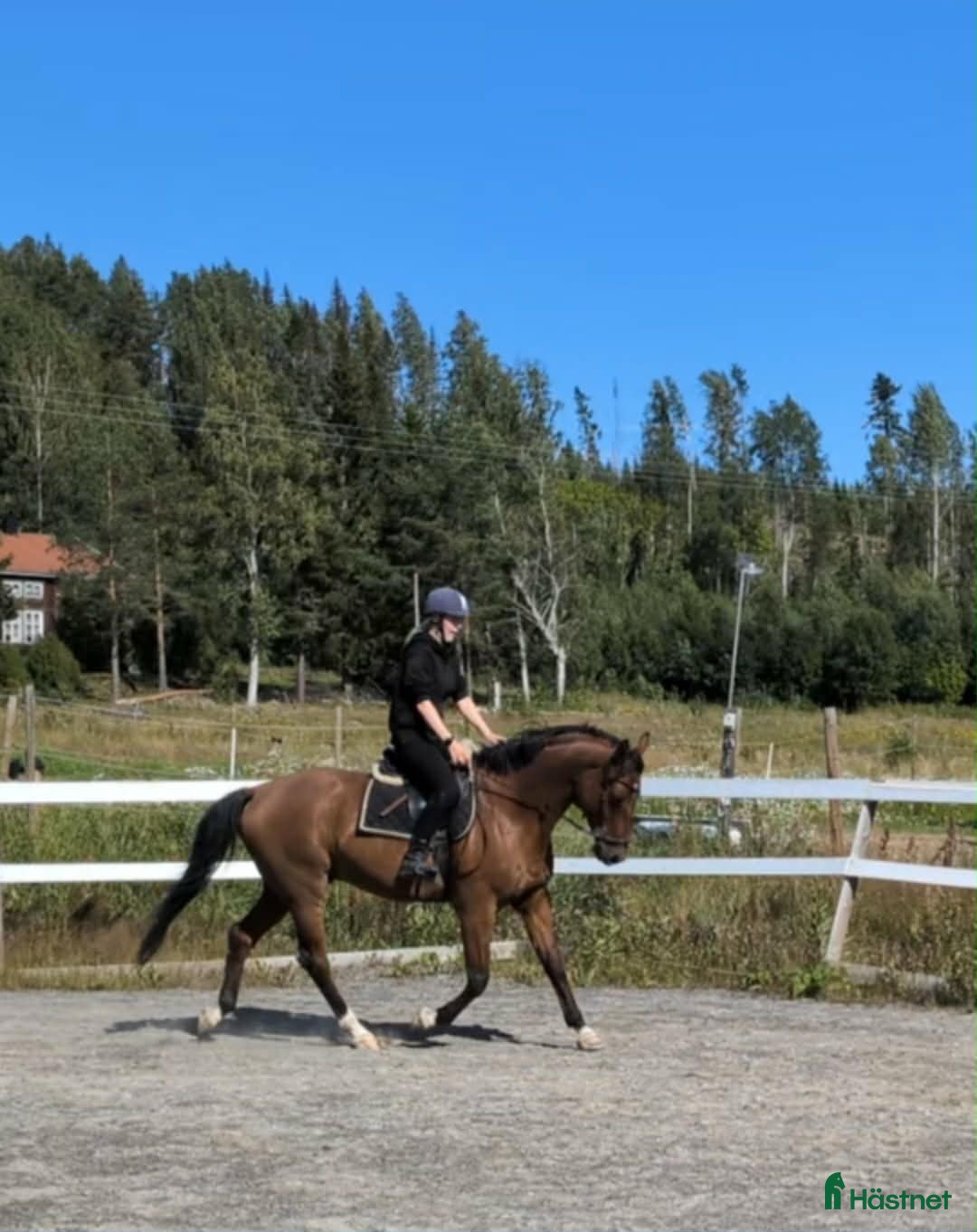 hästar Vacker Swb valack - Annons 12