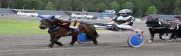 Trav hästar till salu: Elitloppsvinnaren Gransjöns Krumelur - Annons 1