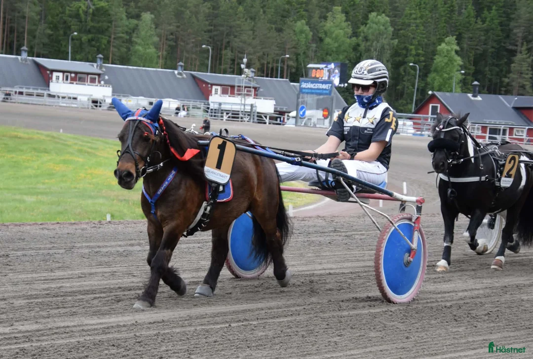Trav hästar till salu: Elitloppsvinnaren Gransjöns Krumelur - Annons 1
