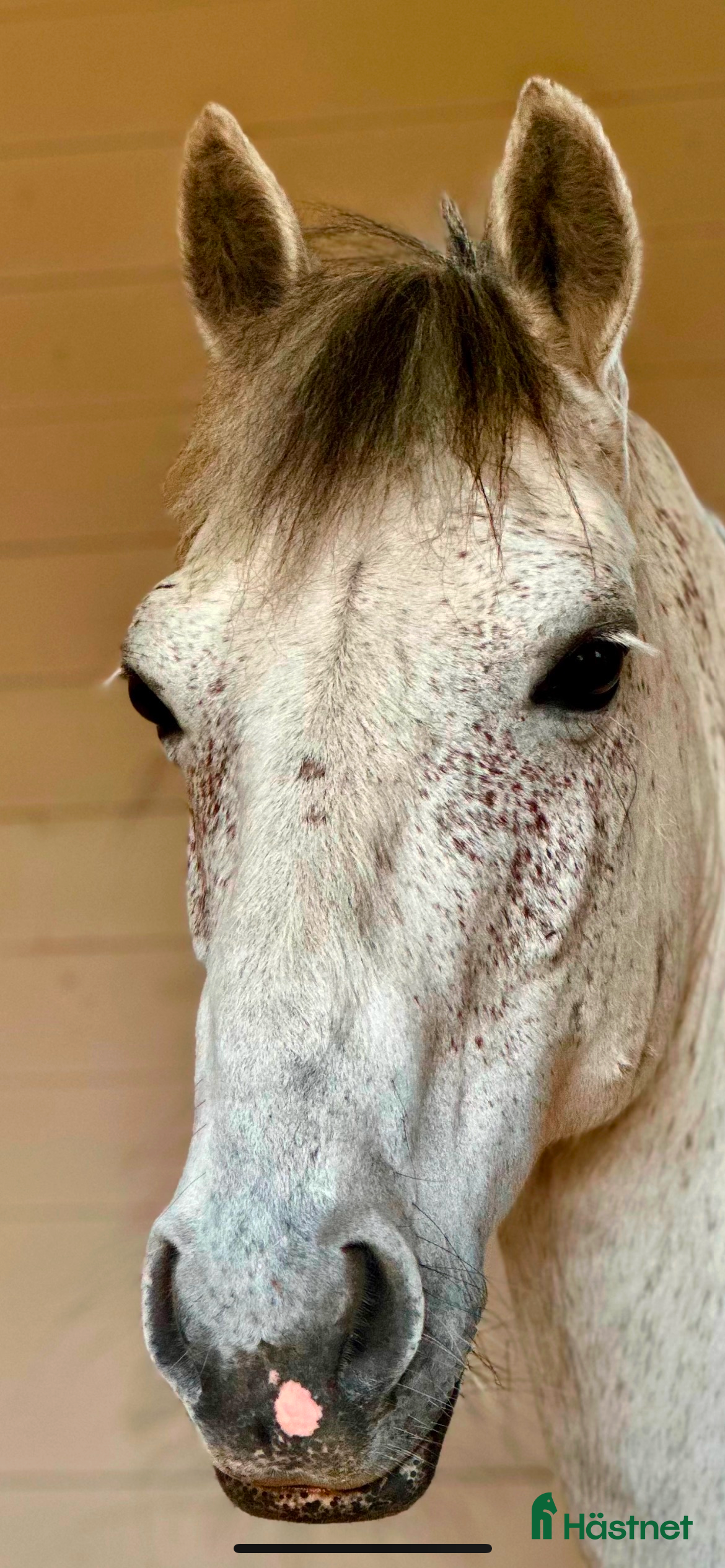 Allround hästar till salu: Charmig valack - en framtida 🌟 i Brunflo - Annons 1