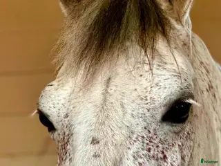 hästar Charmig valack - en framtida 🌟 - Annons 7