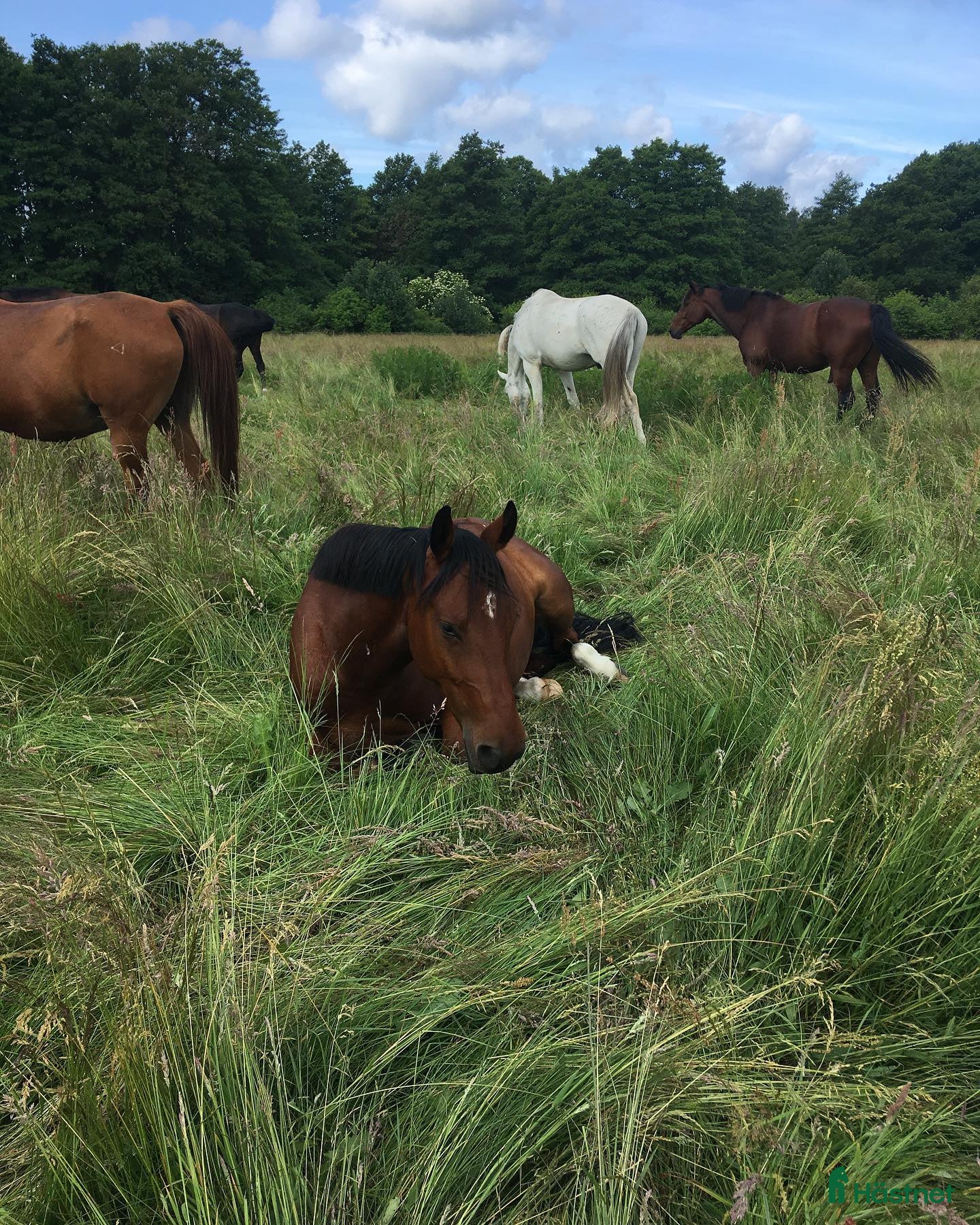  hästar Häst till verksamhet sökes! i Varberg - Annons 21