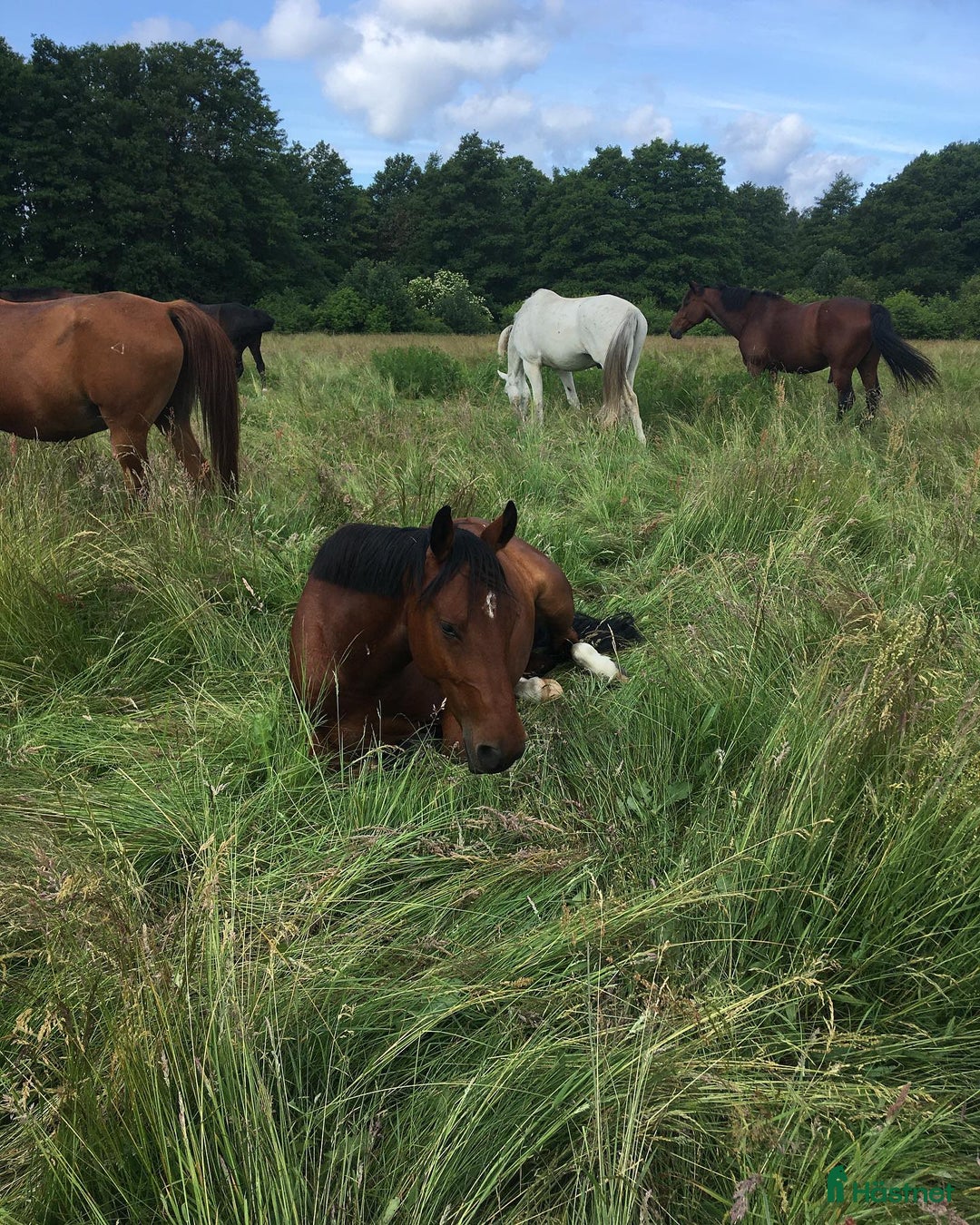 Allround hästar sökes: Häst till verksamhet sökes! i Varberg - Annons 1
