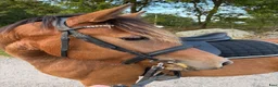 Allround hästar till salu: Härlig bästis och framtida tävlingskompis - Annons 1