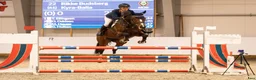 Hoppning hästar till salu: Fantastisk hopphäst - Annons 3