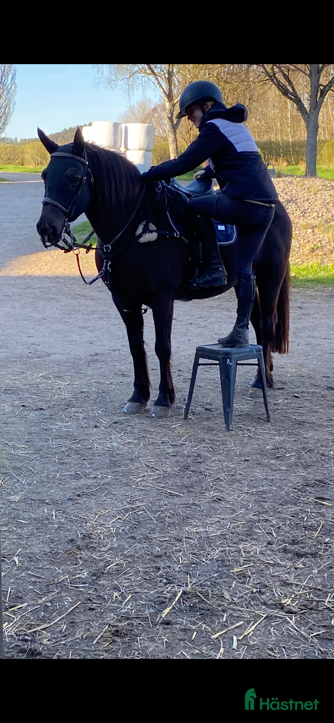 Övrigt hästar till salu: Gulligt sto - Annons 2