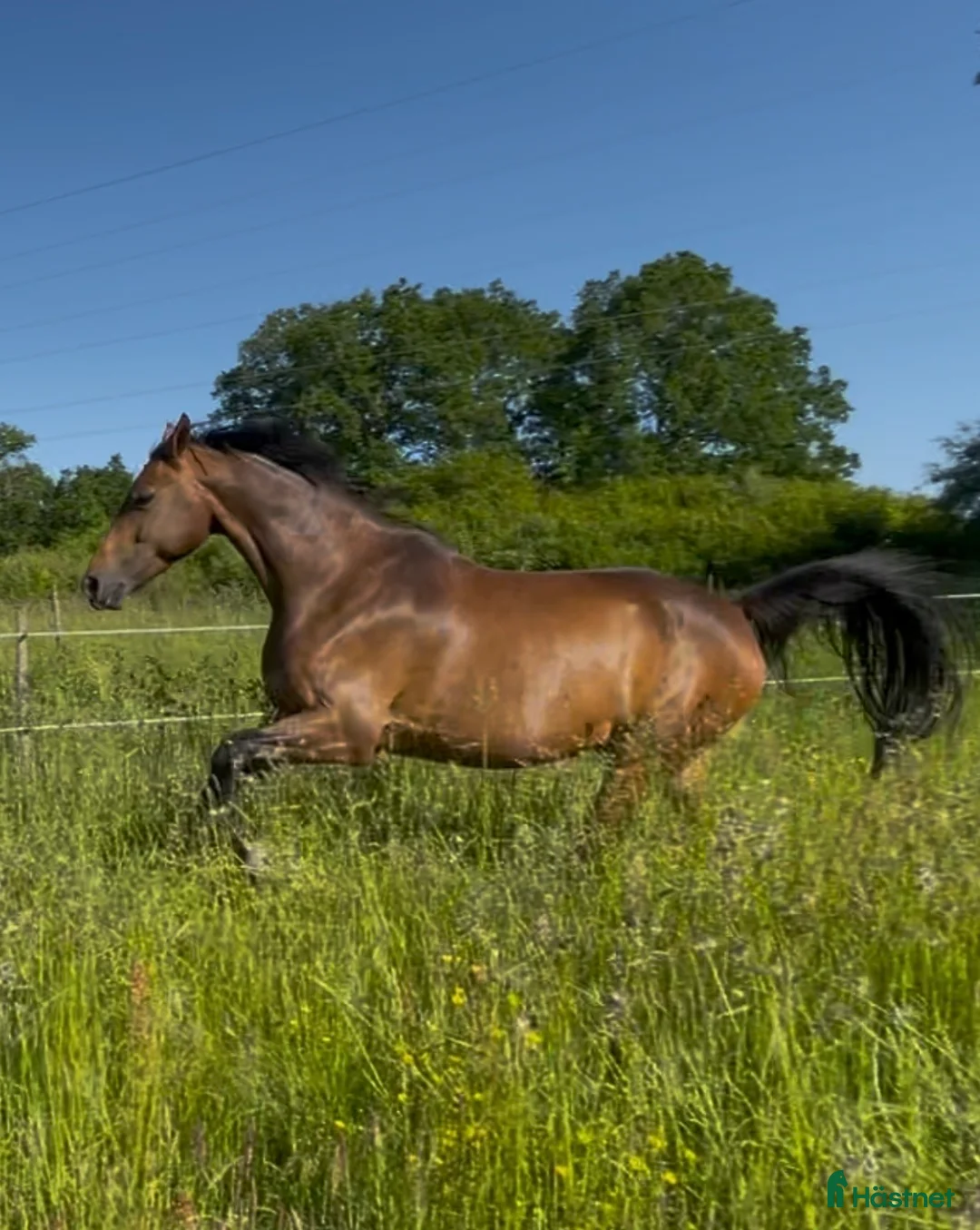  medryttarhäst finnes: Medryttare sökes till halvblod - Annons 1