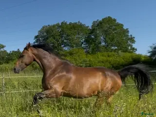 medryttarhäst finnes: Medryttare sökes till halvblod - Annons 5