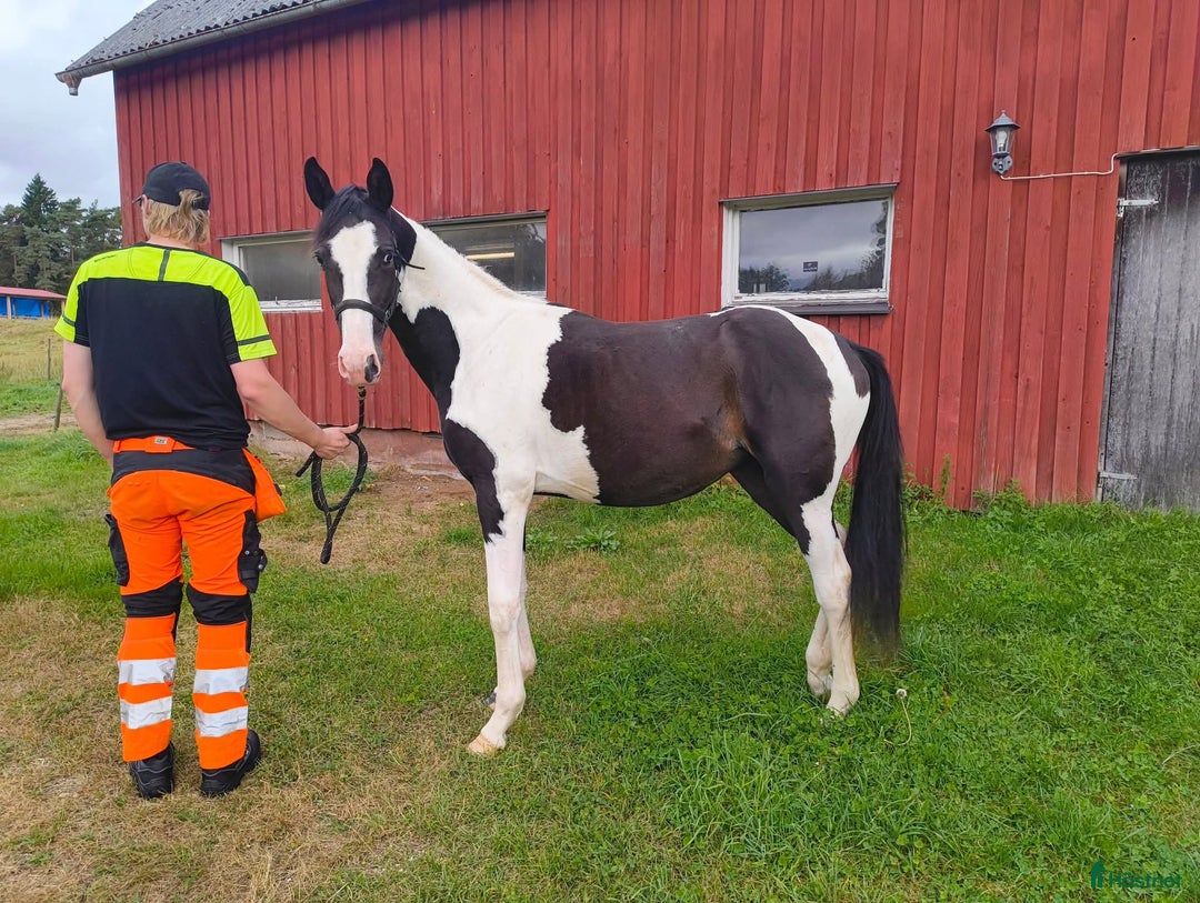 Allround hästar till salu: Fin och känslig unghäst  i Svenljunga - Annons 3