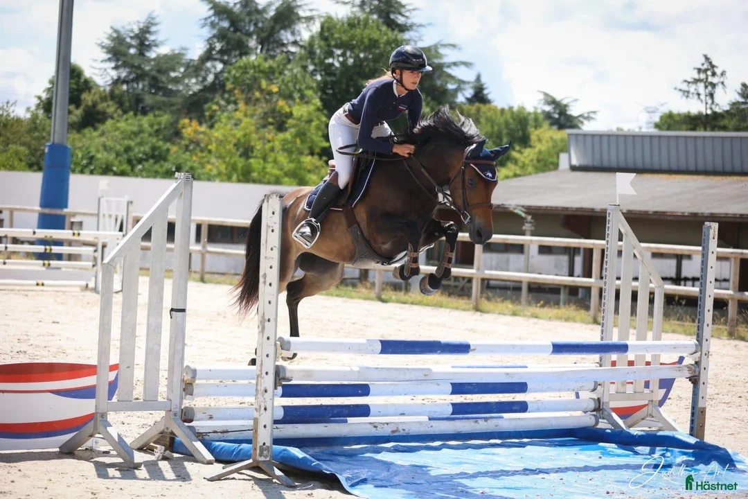 Hoppning hästar till salu: 148 7yr old Pony at Gateau Stables France  i Stockholm - Annons 2
