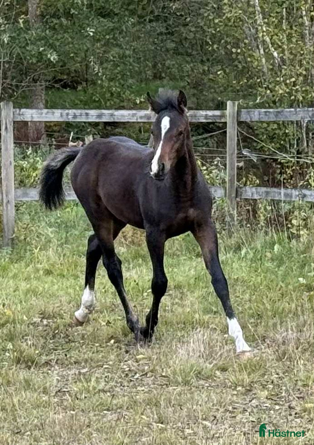 Allround hästar till salu: Superfin! i Agunnaryd - Annons 7