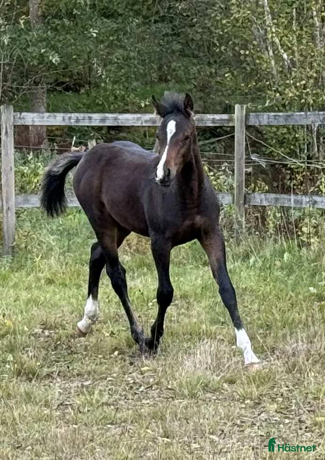 Allround hästar till salu: Superfin, till tävling och hobby! - Annons 8