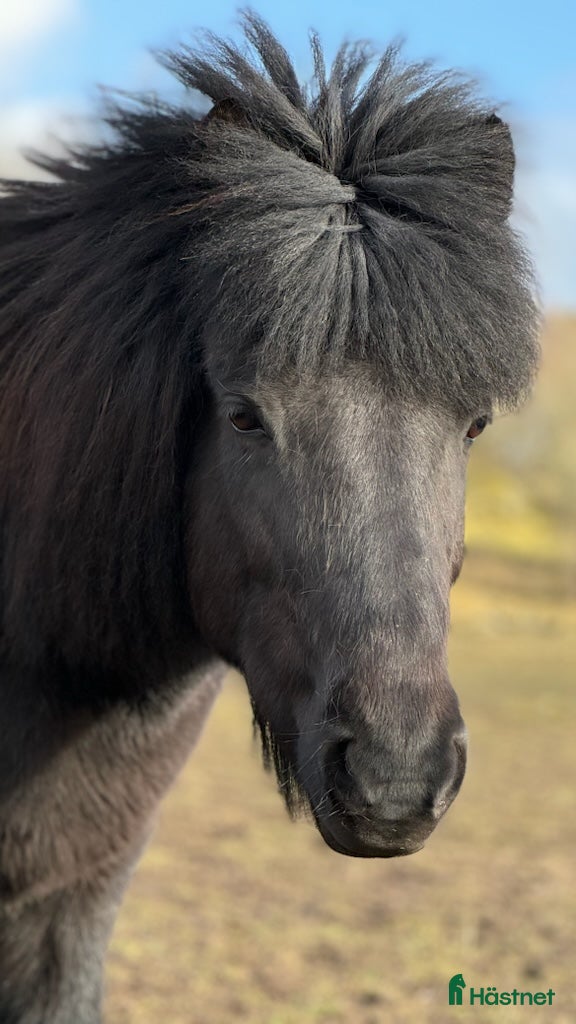  hästar Trevligt sto i Gränna - Annons 5