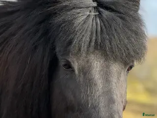hästar Trevligt sto i Gränna - Annons 5