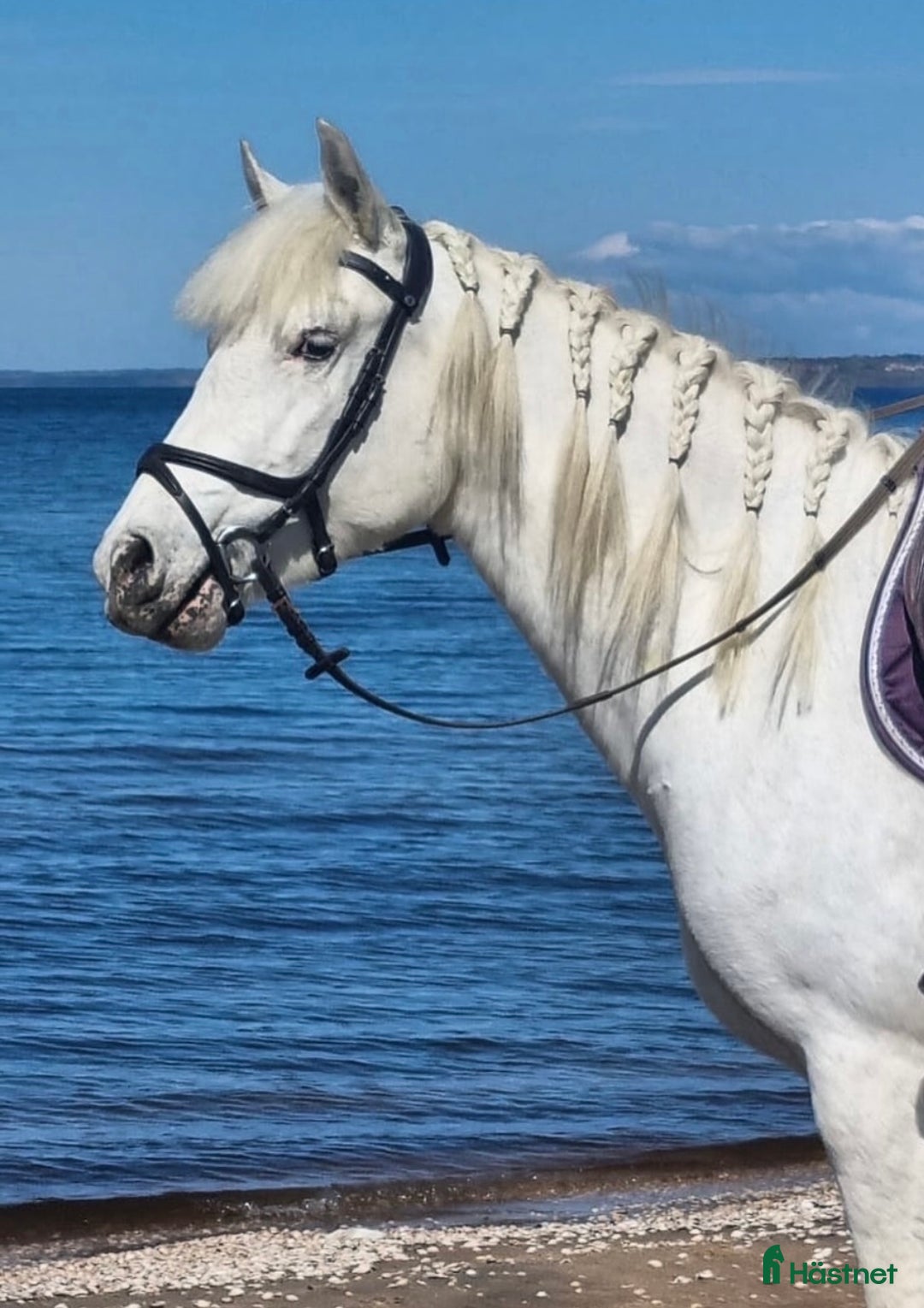 Allround hästar till salu: Connemarakorsning söker bästavän  i Eksjö - Annons 4