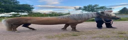 Island hästar till salu: Bästa Ronja - Annons 2