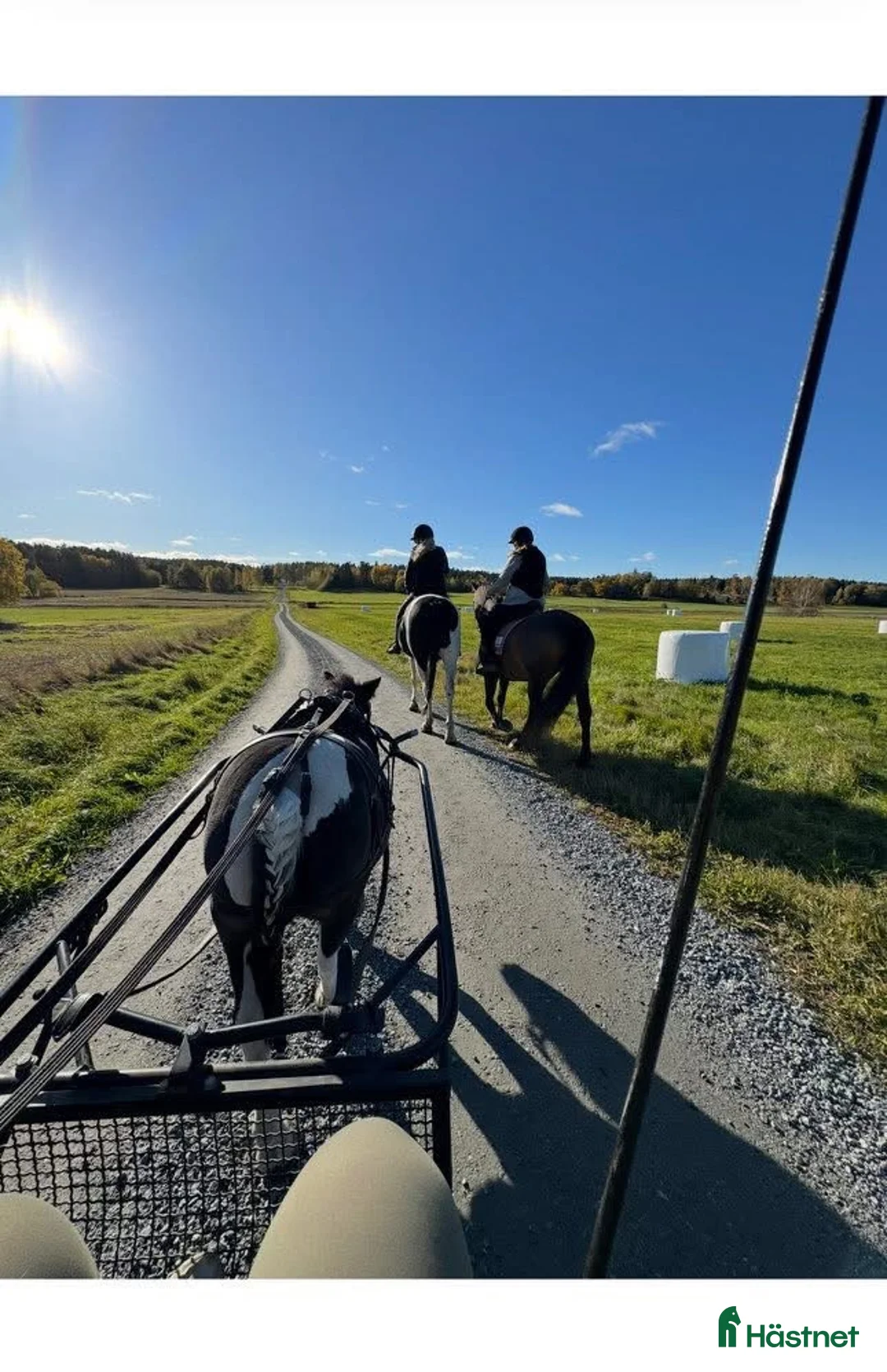  medryttarhäst finnes: Medryttare sökes i Enköping i Enköping - Annons 14