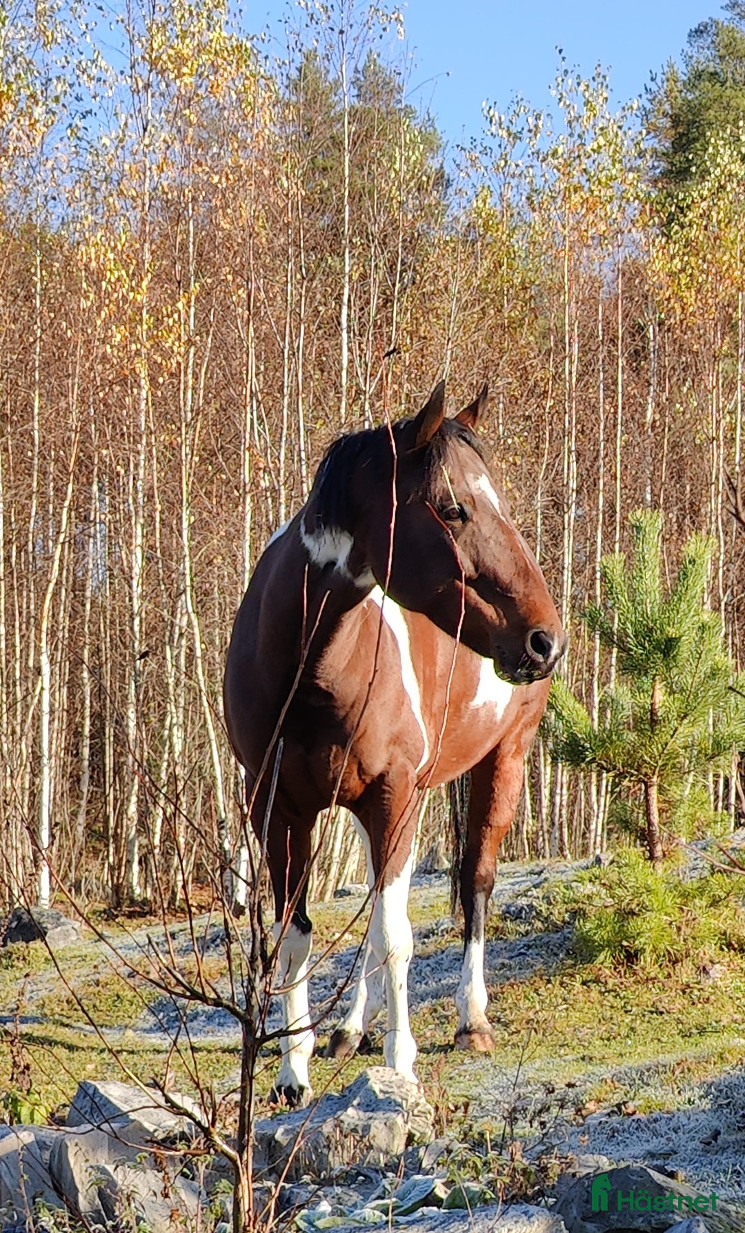 Western hästar till salu: Reg. APHA, Bay Tobiano Sto 8 år i Örebro - Annons 1